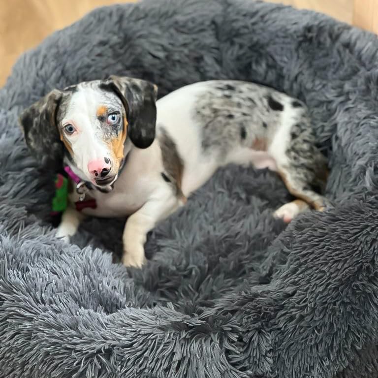 Cama tipo dona para perros y gatos – ¡Envío gratis!